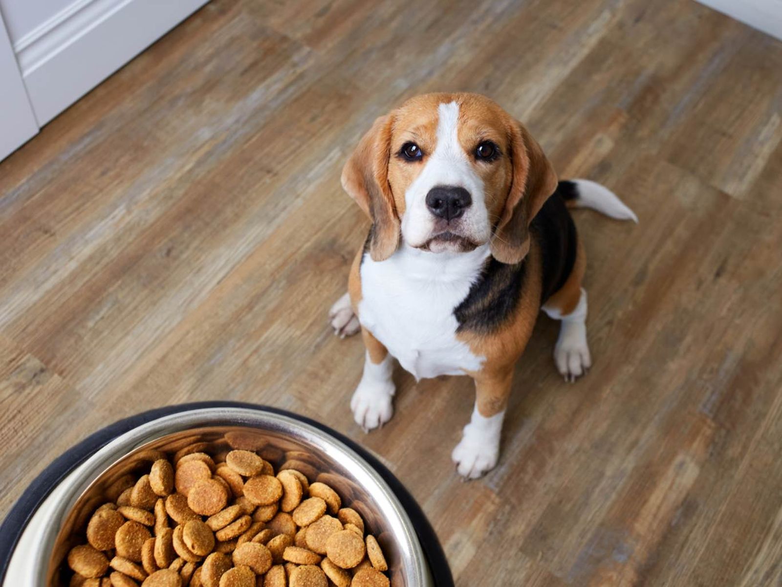 Un beagles mirando la comida