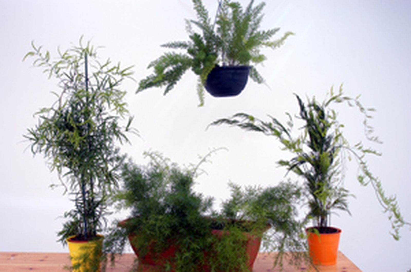 Variedades de esparragueras