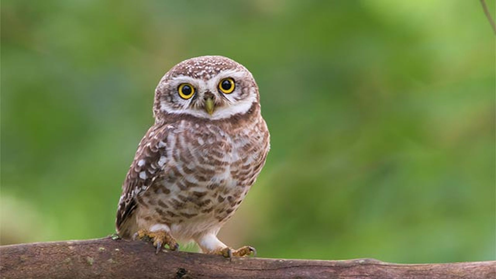 buho