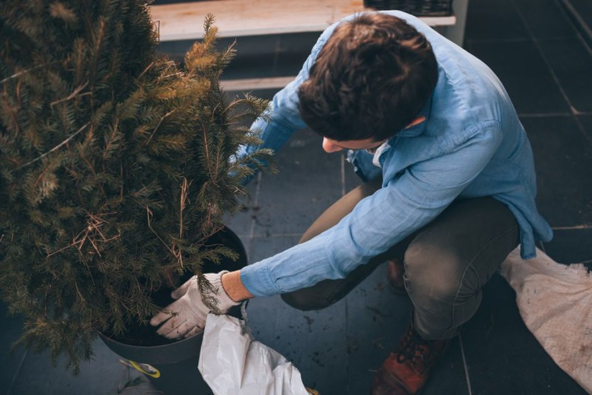 Trasplantar abeto en la terraza o balcón