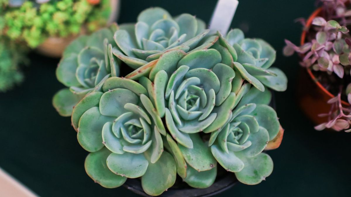 echeveria elegans rosa de alabastro caracteristicas cuidados