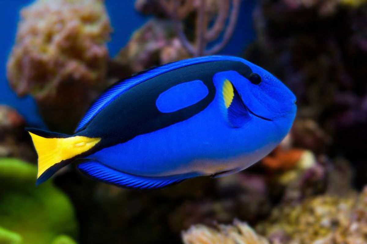 Los colores de los animales suelen estar producidos por unas moléculas llamadas pigmentos.