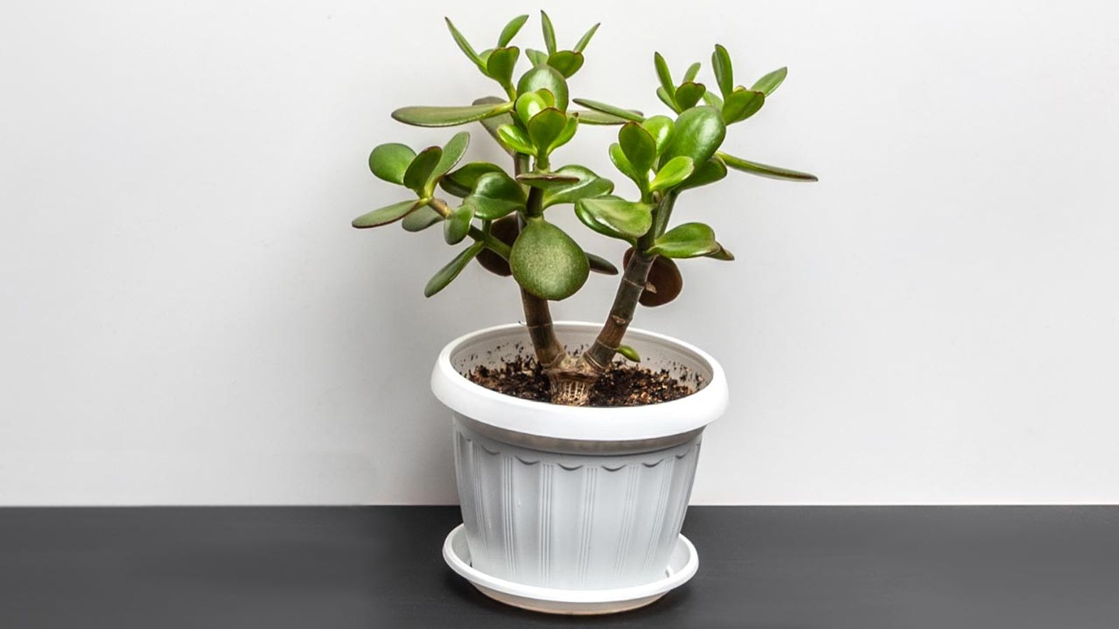 crassula arborescens planta escritorio de la oficina