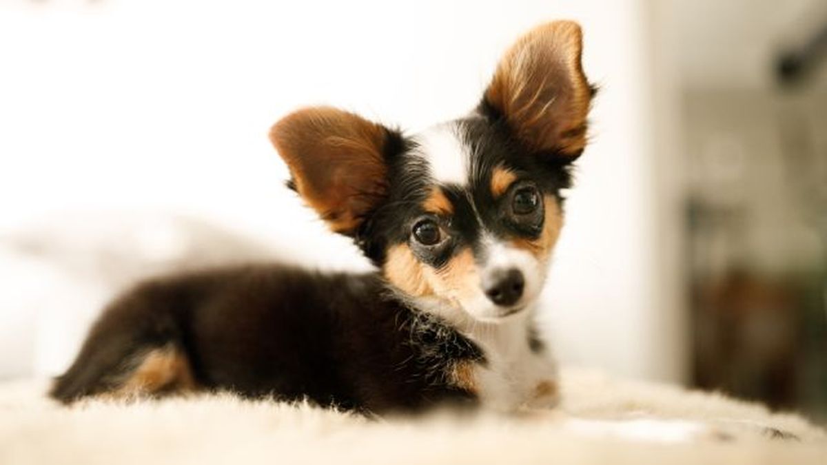 por que los perros grandes viven menos 4