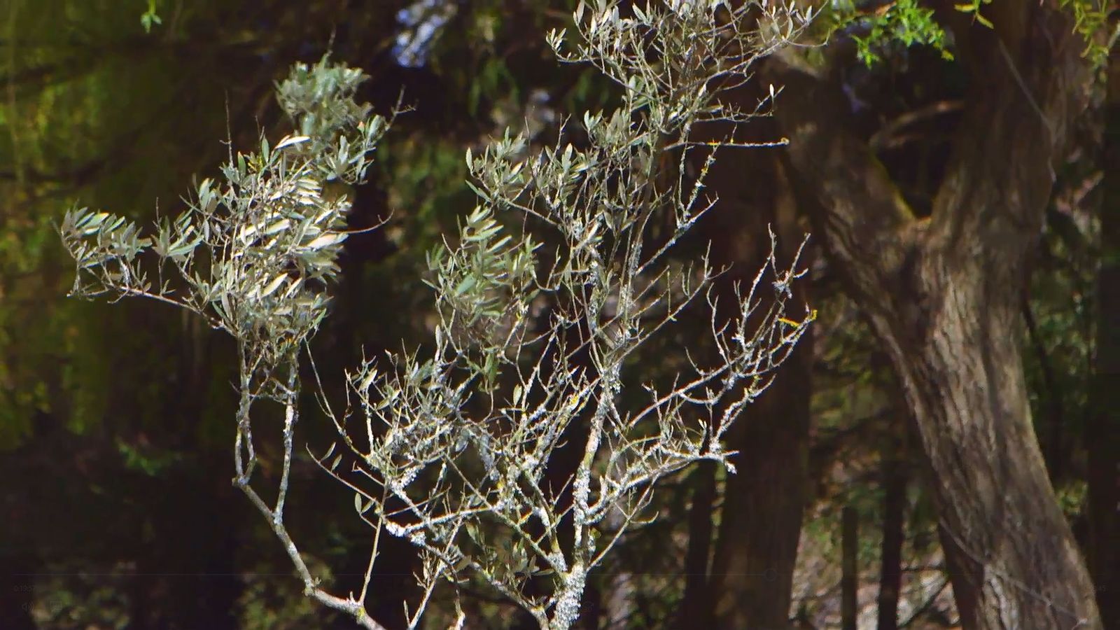 brico 0910 3 sanear olivo xl