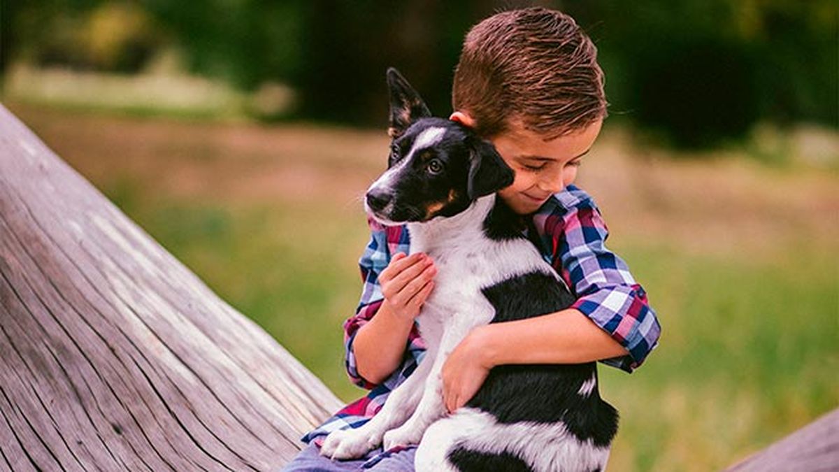 mascotas adoptar perros mestizos