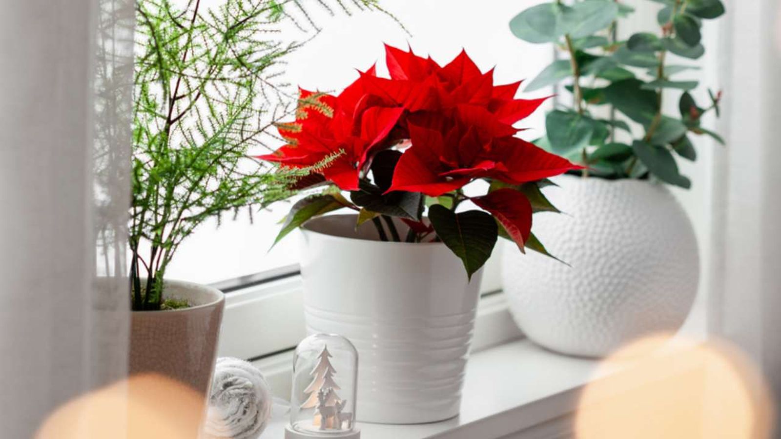 mini plantas de navidad