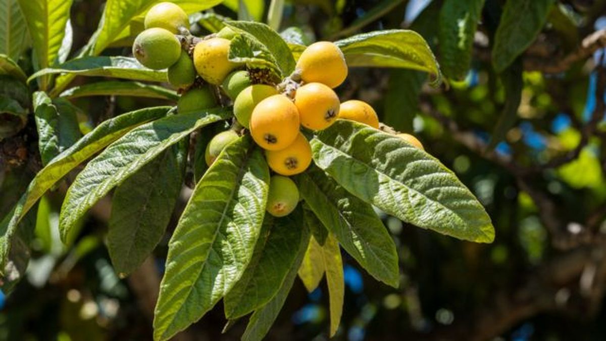 caracteristicas arbol nispero