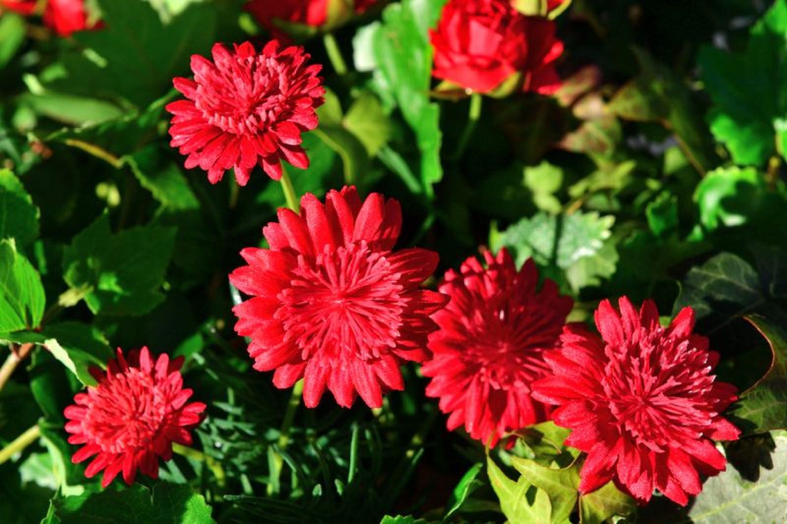 Gerbera jamesonii.