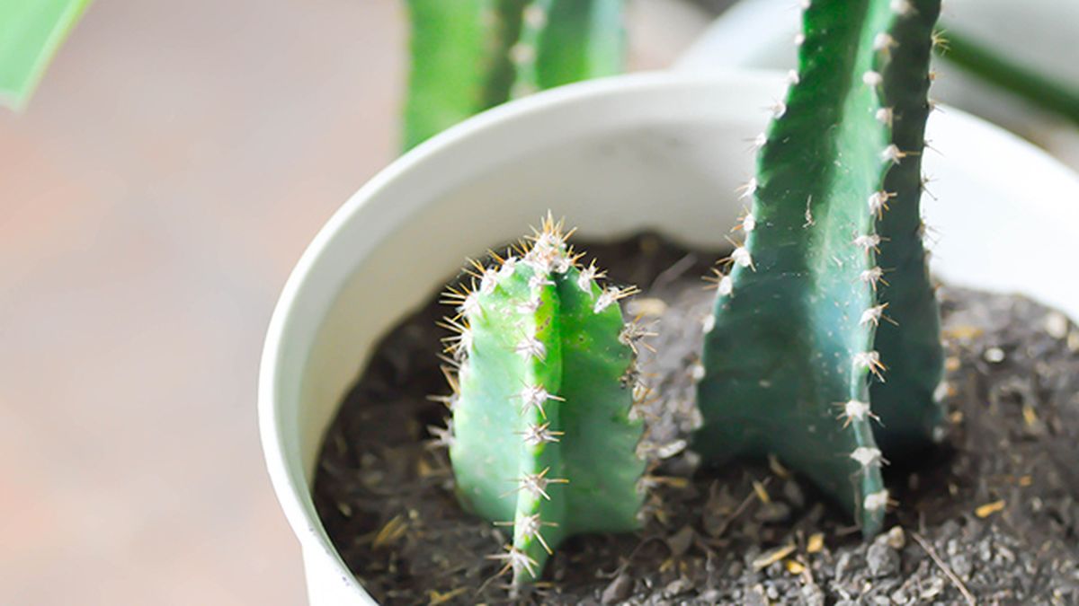 cactus cereus peruvianus