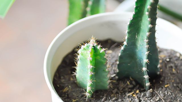 cactus cereus peruvianus