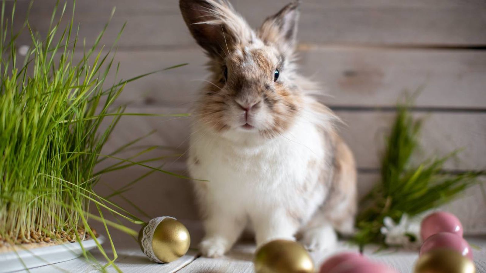 origen conejo pascua xl