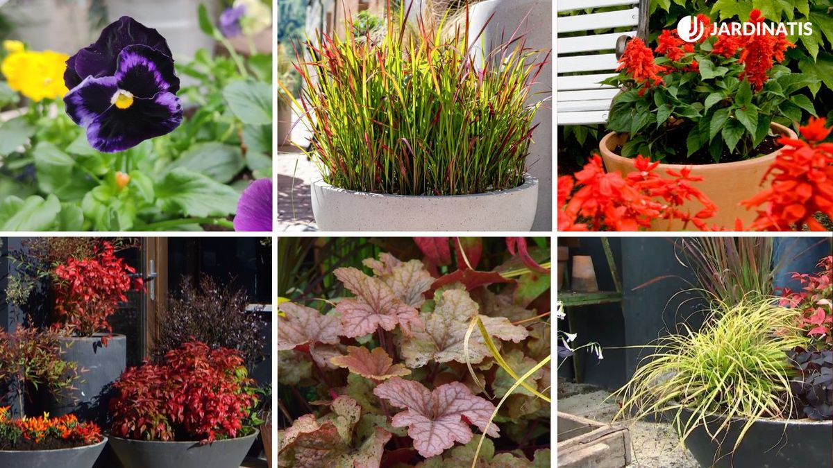 plantas de otono para decorar la entrada de la casa
