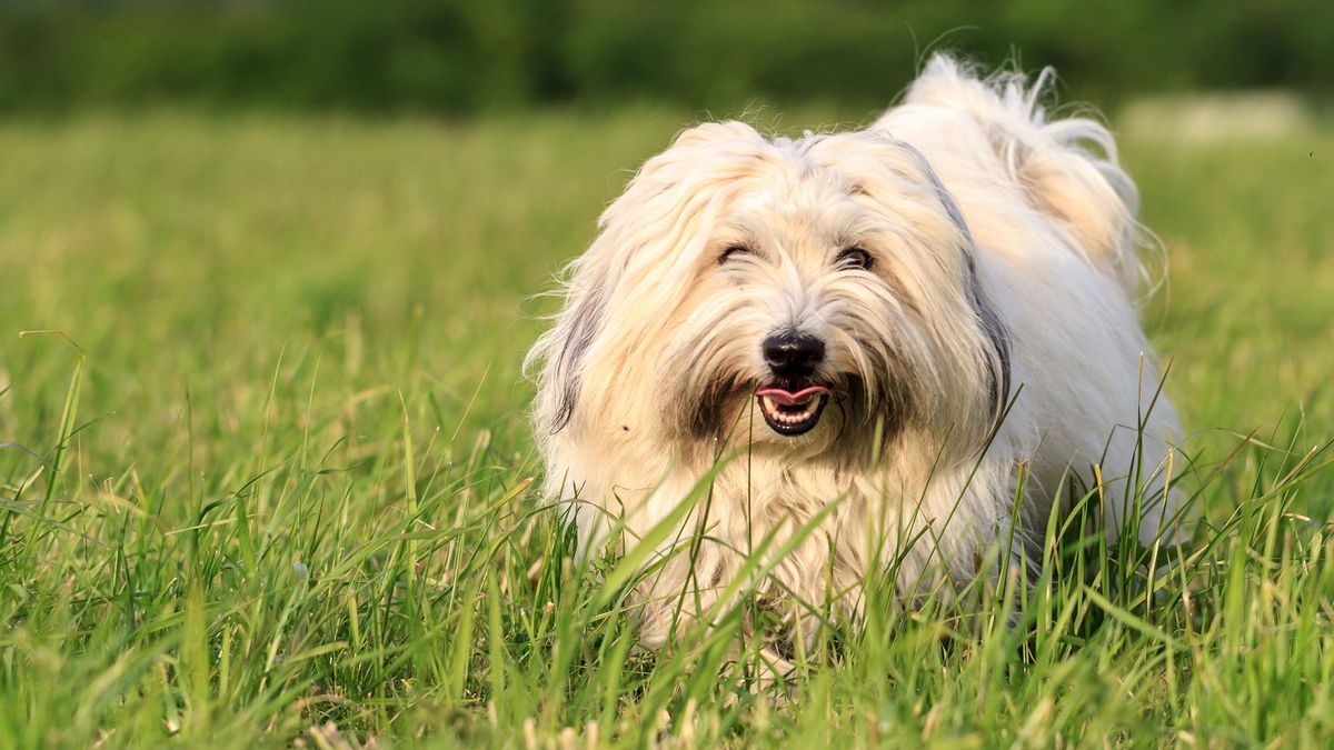 perros razas Africa Cotton de Tulear