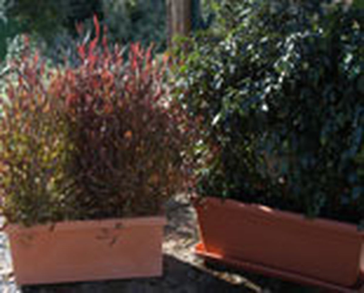 328 pant veg jard p08