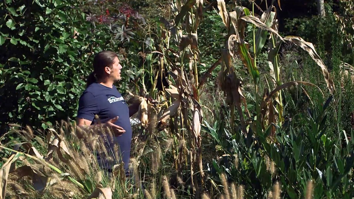 brico 964 3 mijo maiz morado maiz detalle