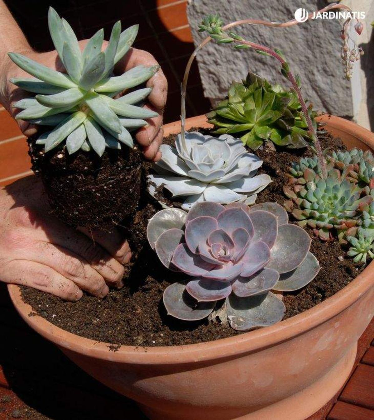 composicion con suculentas deco 246