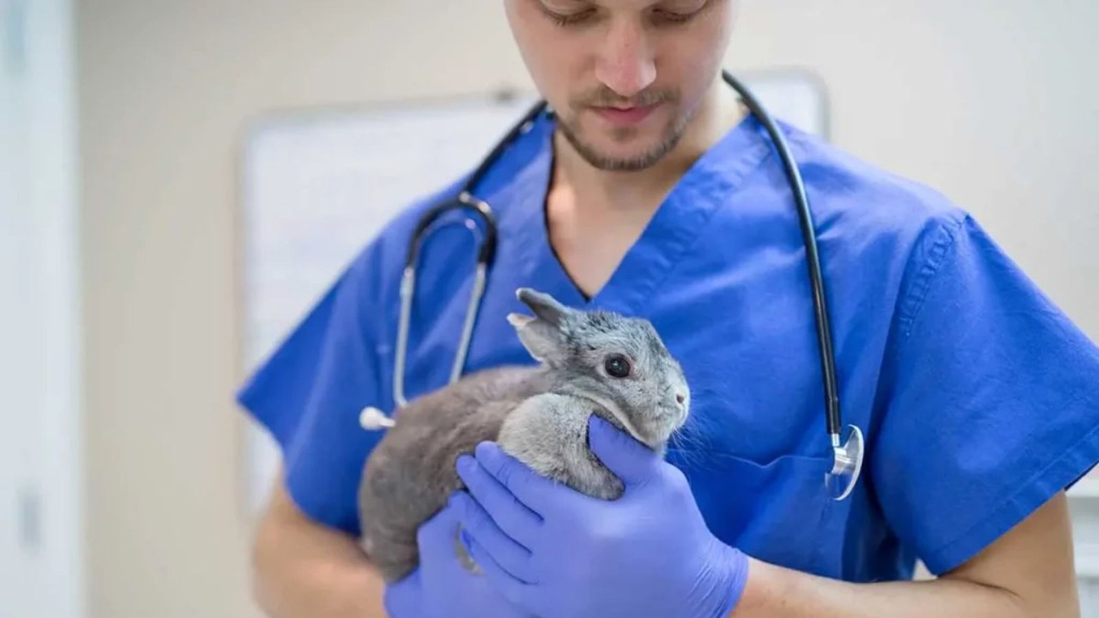 es necesario castrar a un conejo ok