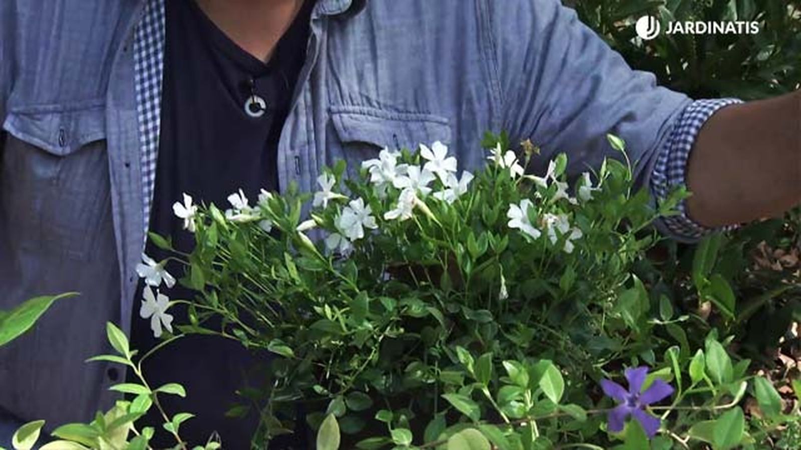 deco 733 jardineria variedades vinca minor Gertrude Jekyll