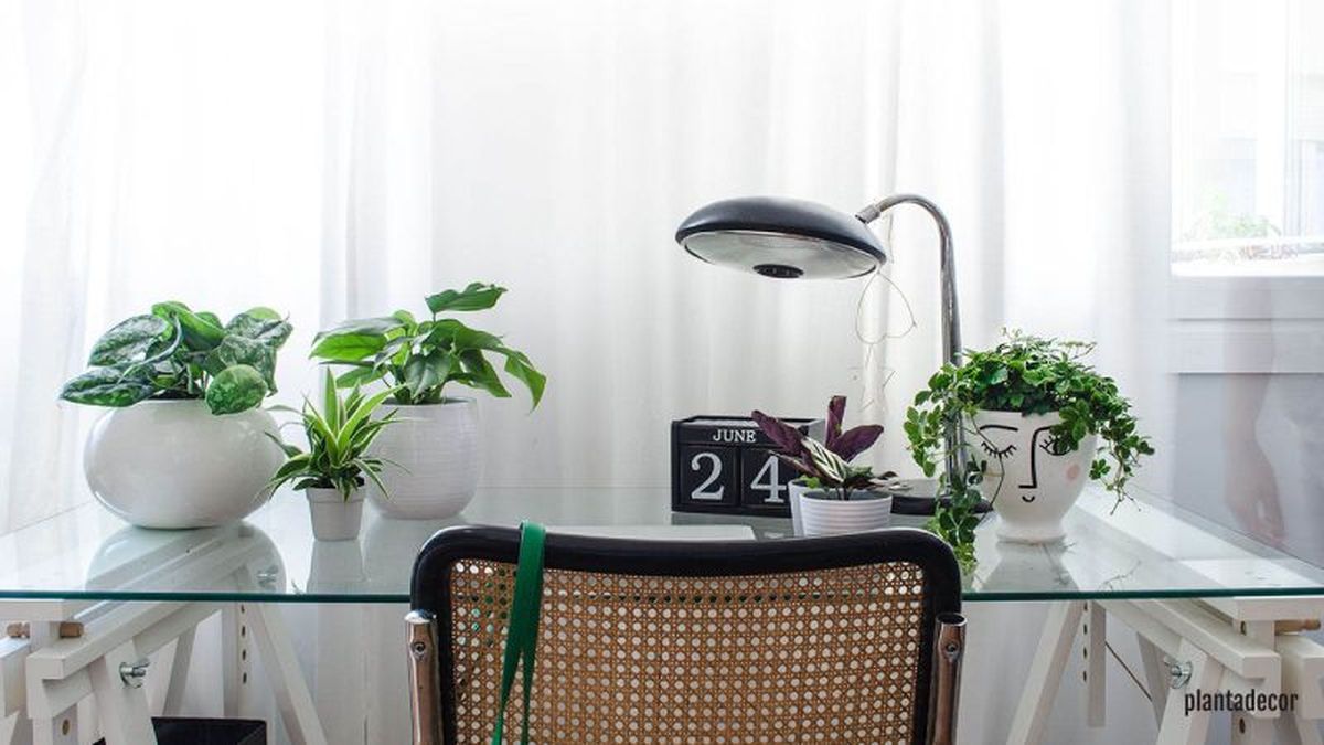 Plantas de interior de hoja verde sobre una mesa del hogar