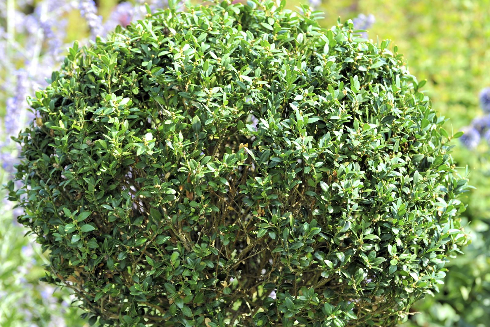 Hongo que ataca al boj: cylindrocladium buxicola