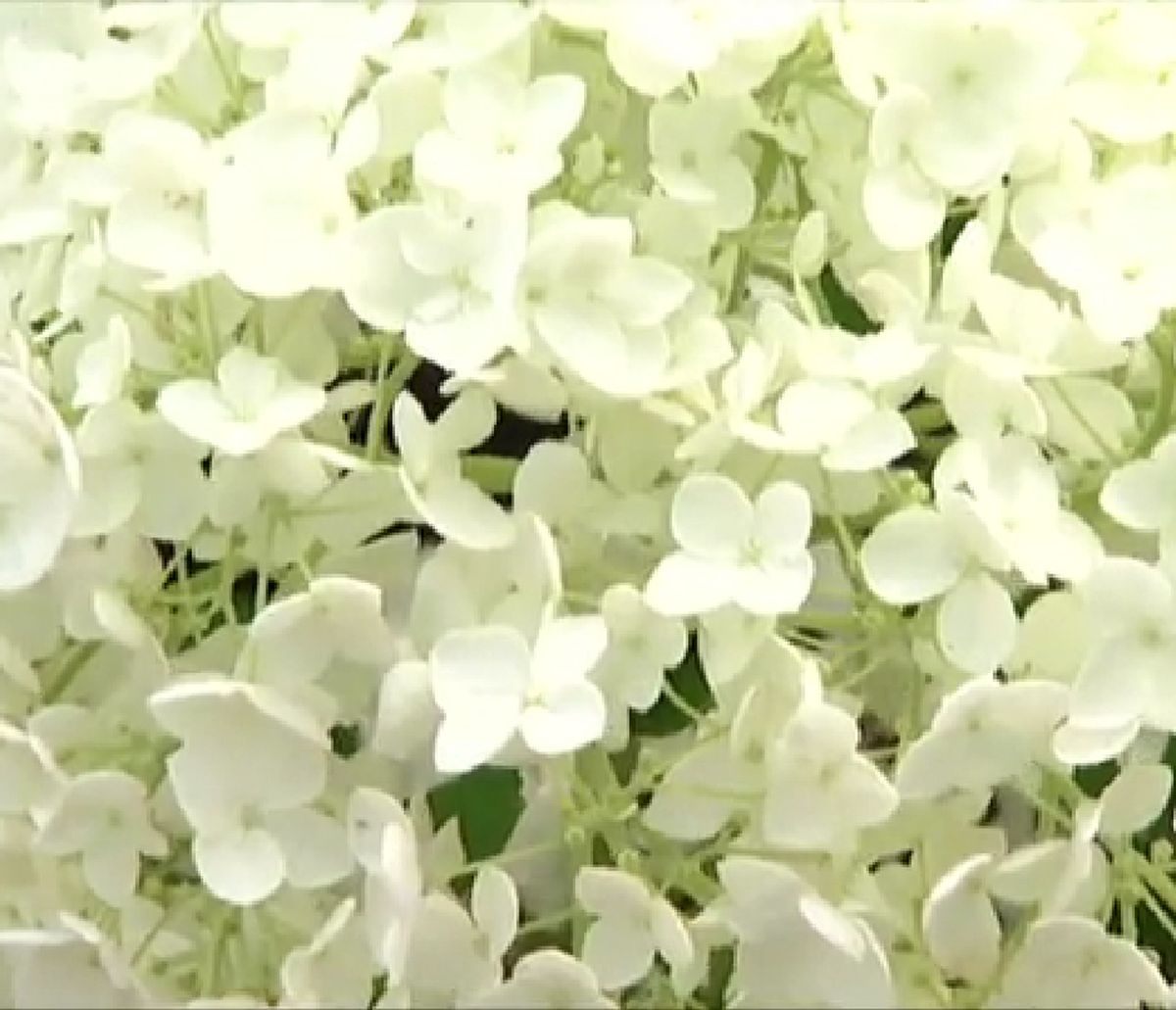 Hortensia hydrangea arborescens