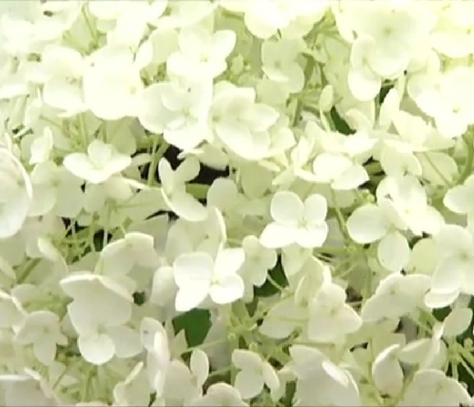 Hortensia hydrangea arborescens