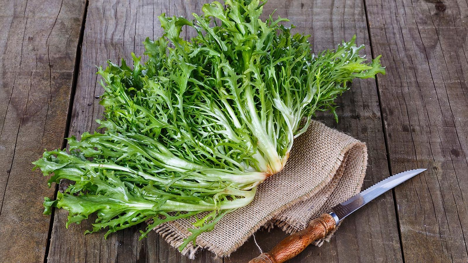 como cultivar escarola