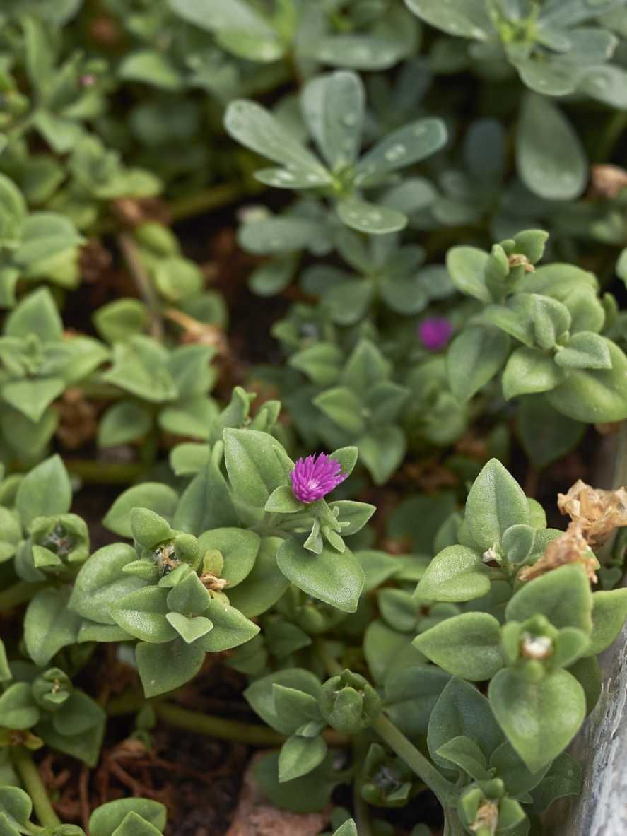 la aptenia cordifolia corre corre planta invasora