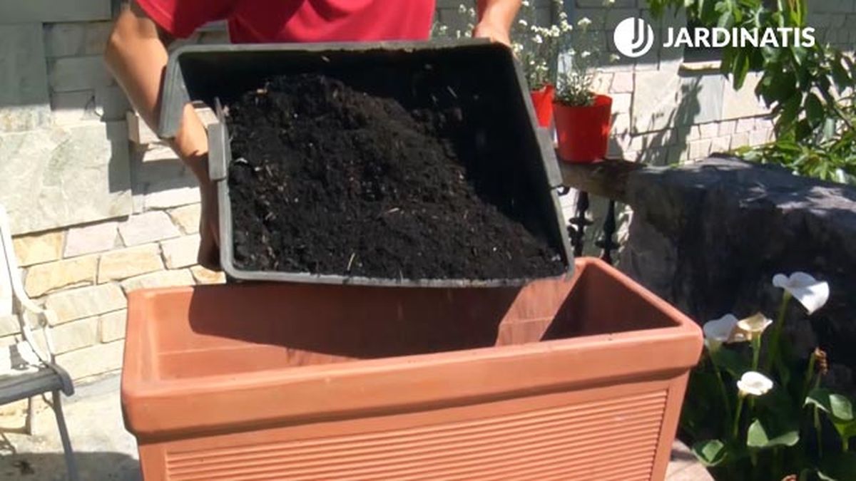 sustrato de calidad para composicion con tradescantia pallida purpurea brico 832