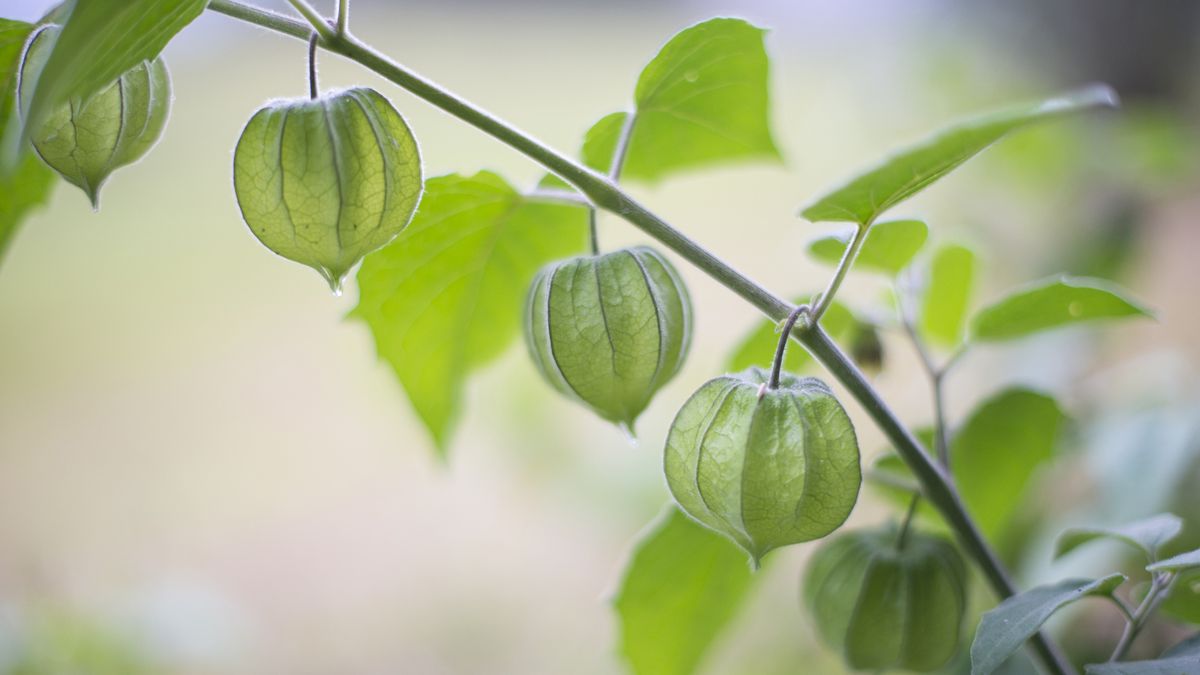 tomatillo