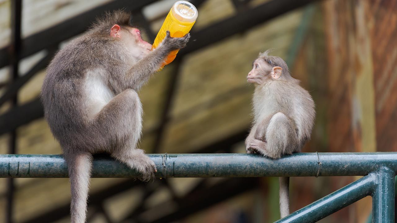 monos alcoholicos 5