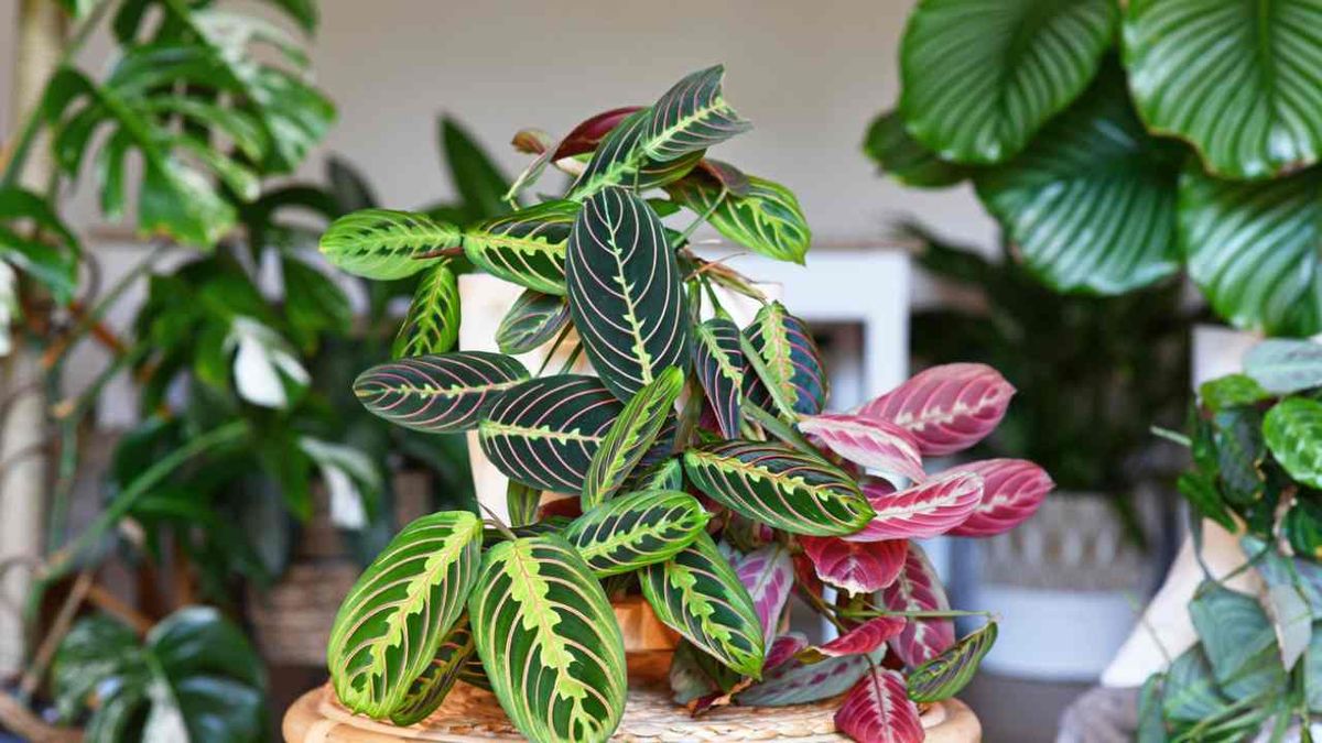 plantas exoticas para el hogar