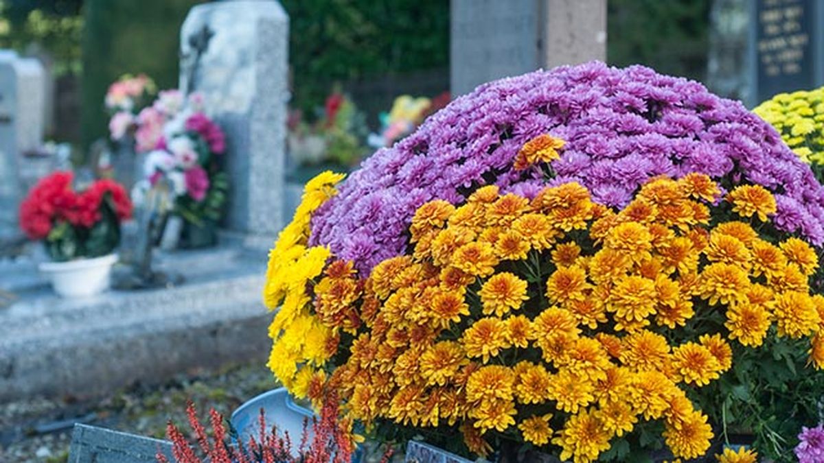flores de crisantemos en el cementerio xl