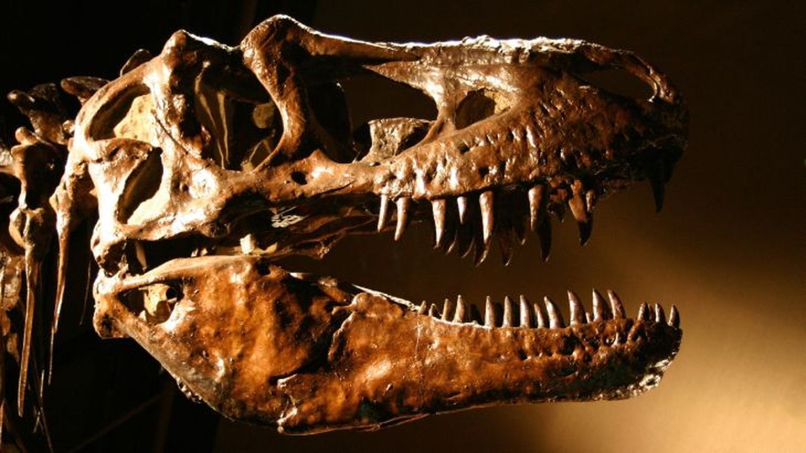 como eran los dinosaurios 2
