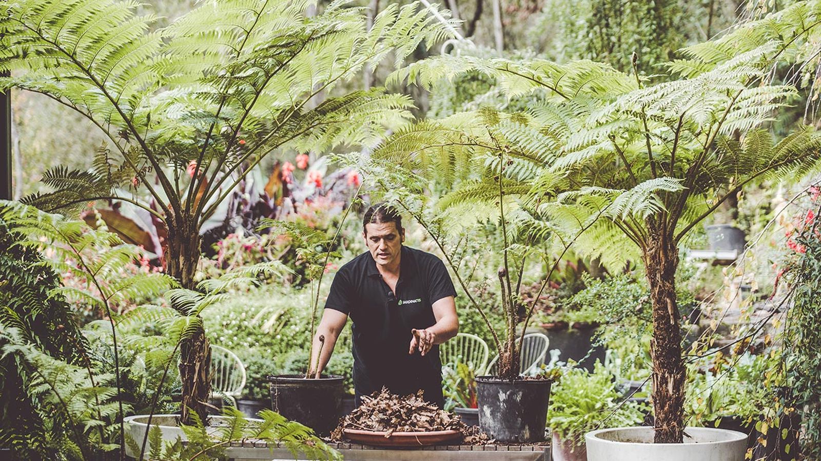 brico 1006 helecho arboreo Cyathea cooperi