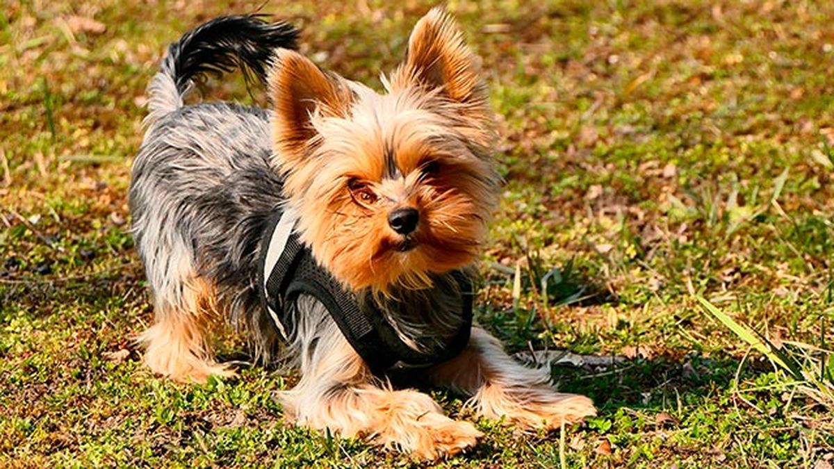 elegir collar arne perro 1