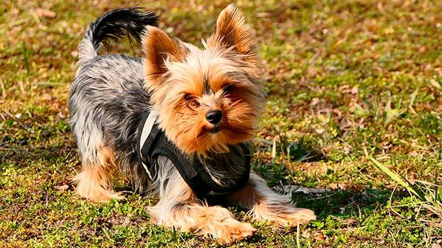 elegir collar arne perro 1