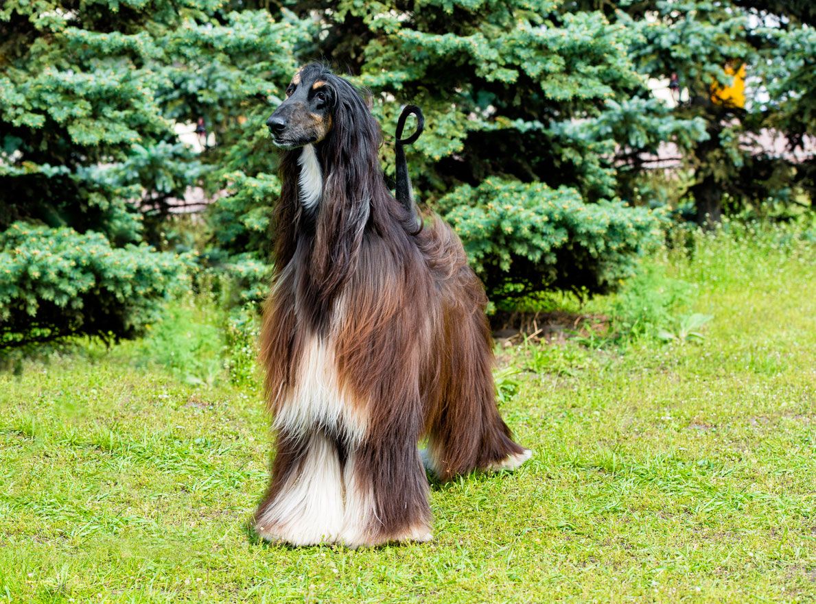 tipos de galgo galgo afgano
