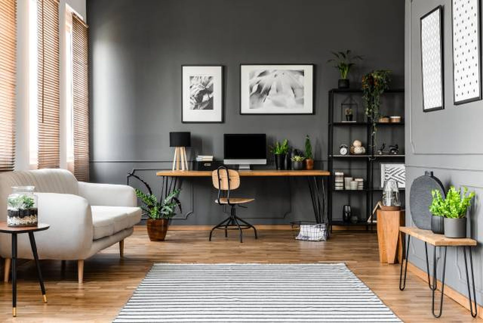 estudio gris lobo