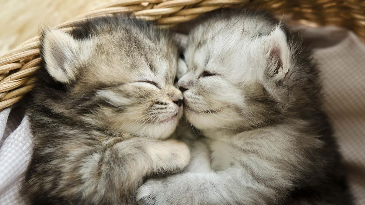 mejores abrazos mundo animal 13