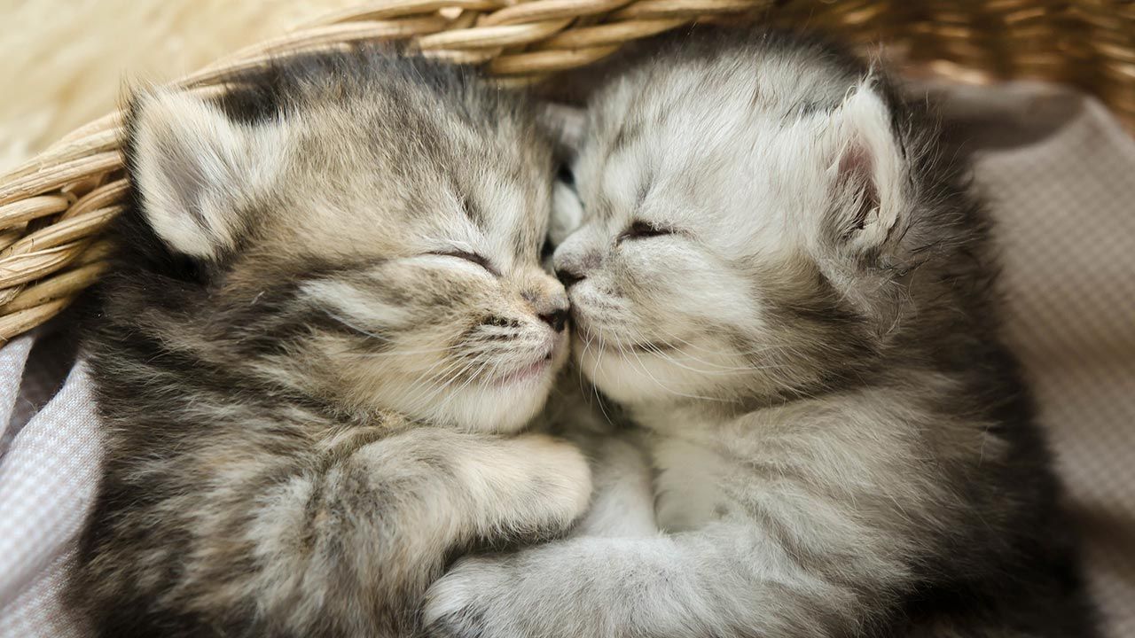 mejores abrazos mundo animal 13