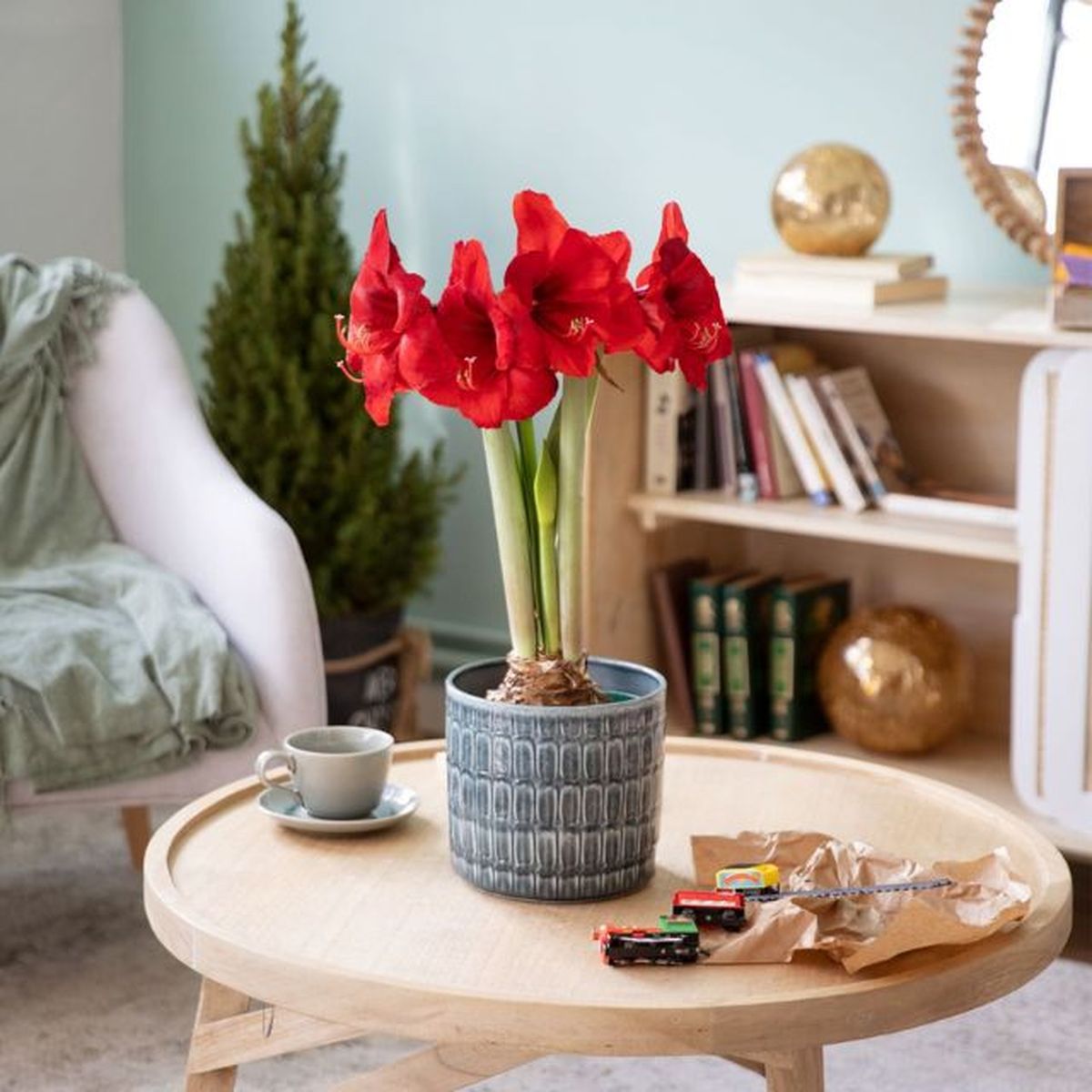 Amaryllis planta roja para regalar en navidad