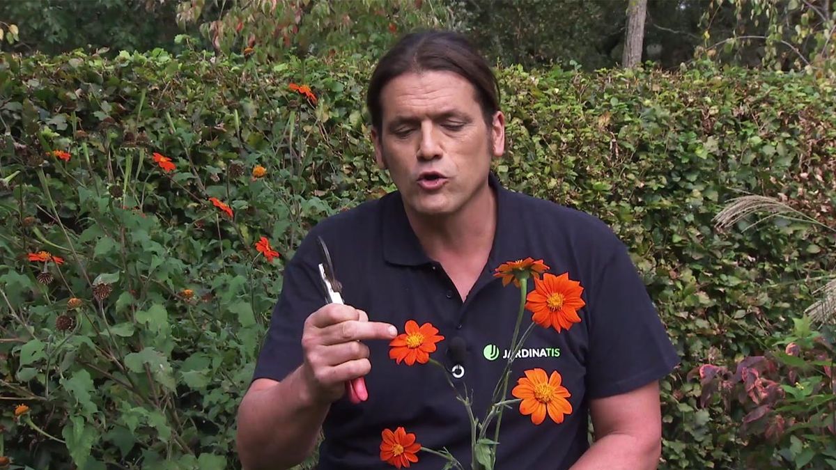 deco 753 jardin girasol mexicano características