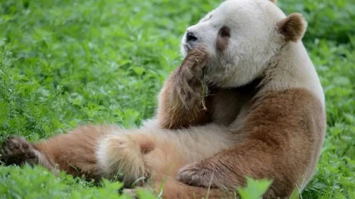 animales que empiezan por q qinling panda (1)