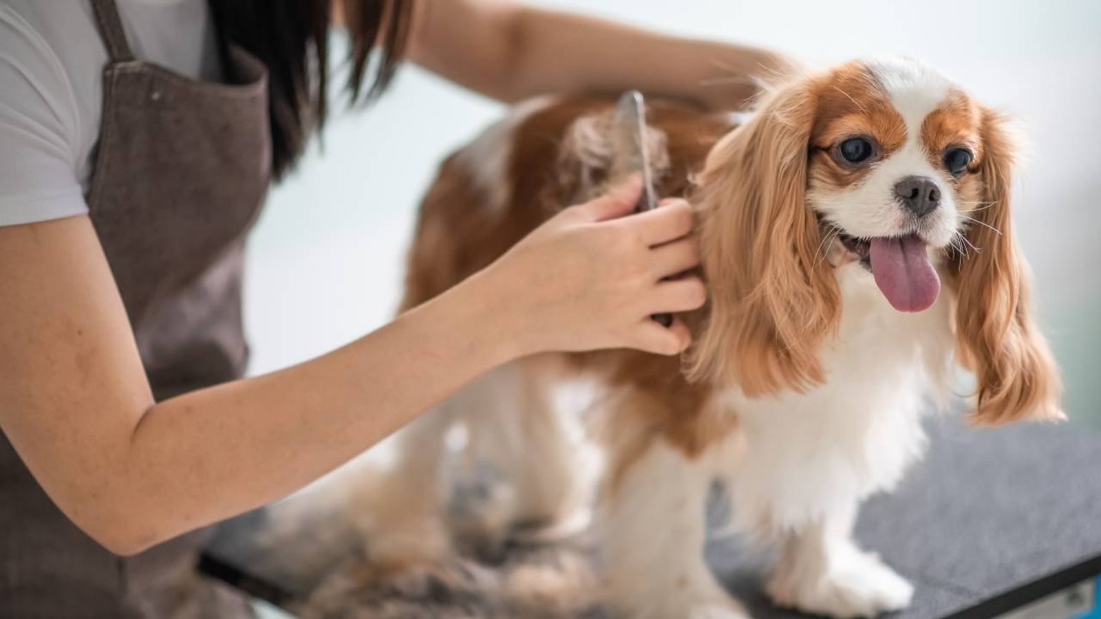 peluquerias caninas y centros de estetica para perros de espana