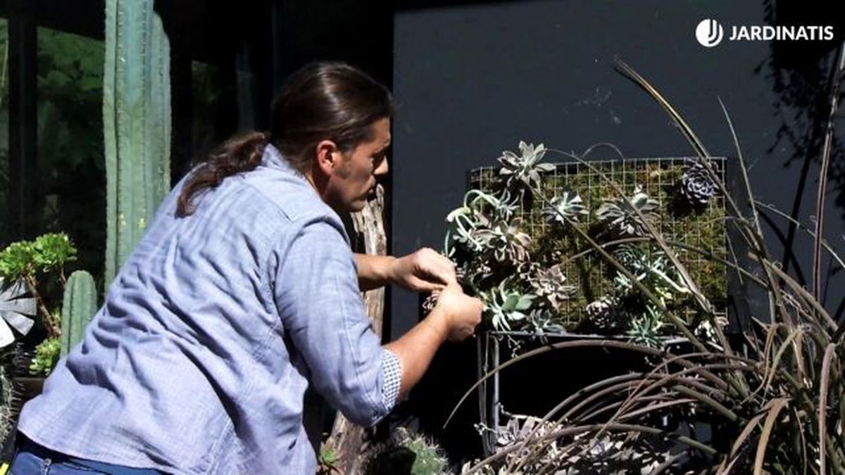 deco 730 composicion vertical esquejes crasas