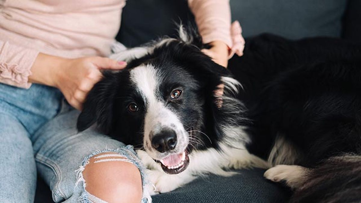 detectar prevenir asma perros 1