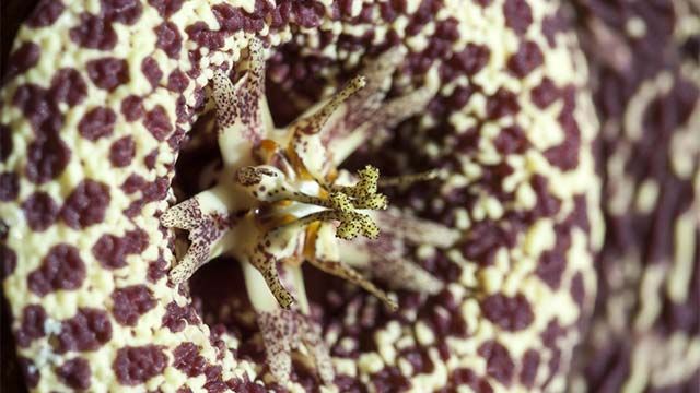 flor de lagarto