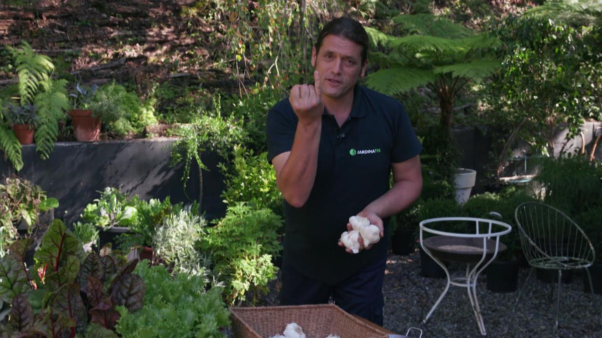 brico 1004 plantacion ajetes tiernos